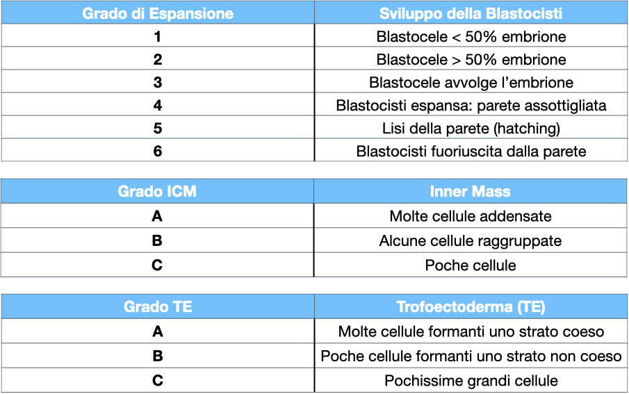 embrione blastocisti