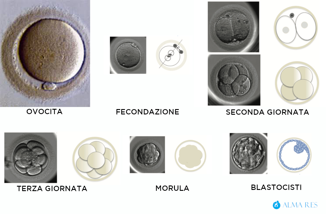 Lo sviluppo embrionale dall’ovocita alla blastocisti